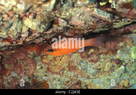 Kardinalbarsch (Apogon Imberbis) schwimmen in einer Felsspalte - Mittelmeer - Var - Frankreich Stockfoto