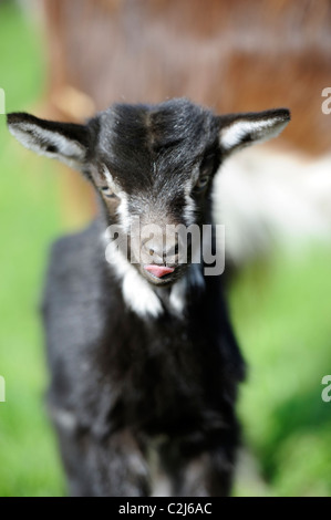 Stock Foto von einem Poitevine Ziege Kind mit seiner Zunge heraus Stockfoto