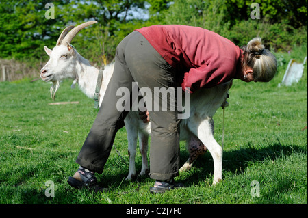 Stock Foto von einer Frau Kleinbauern helfen, mit der Geburt von seiner Saanen-Ziege. Stockfoto