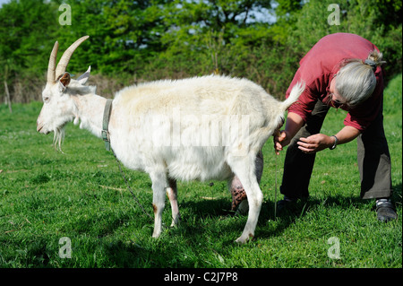 Stock Foto von einer Frau Kleinbauern helfen, mit der Geburt von seiner Saanen-Ziege. Stockfoto