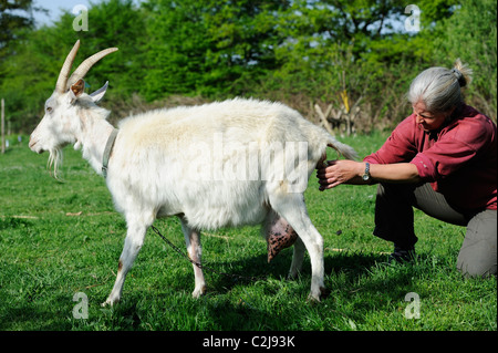 Stock Foto von einer Frau Kleinbauern helfen, mit der Geburt von seiner Saanen-Ziege. Stockfoto