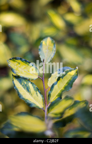 Elaeagnus Pungens 'Maculata' Stockfoto