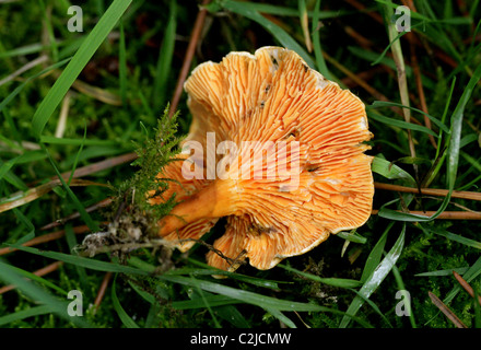 Falsche Pfifferlinge Pilze, Hygrophoropsis Aurantiaca, Hygrophoropsidaceae. Unterseite zeigt Decurrent Kiemen. Stockfoto