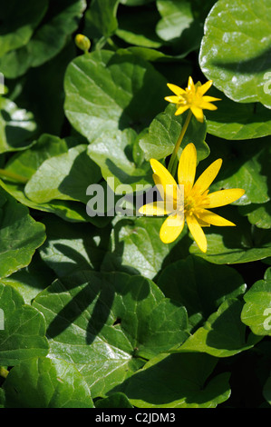 Kleinen Schöllkraut in voller Blüte Stockfoto