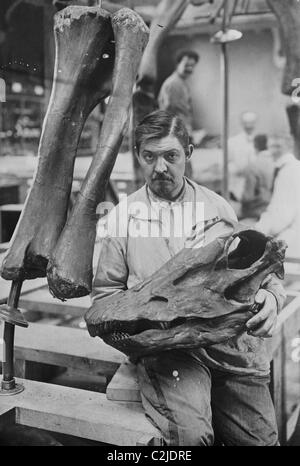 Museum Arbeiter hält Kopf eines Diplodocus-Skeletts Stockfoto