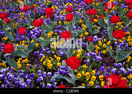 Frühling-Gefühl - Tulpen Stockfoto