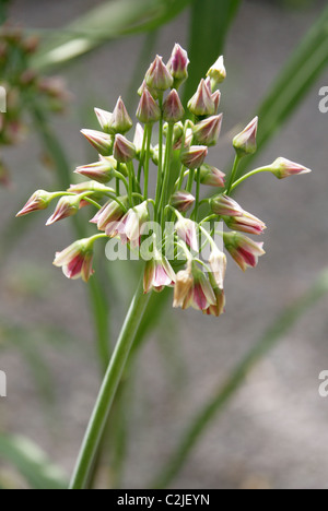 Sizilianischen Honig Knoblauch, Nectaroscordum Siculum, Affodillgewächse. Auch bekannt als mediterrane Glocken, Allium Siculum. Stockfoto