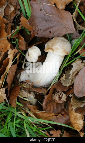 St George Pilz, Calocybe Gambosa, Lyophyllaceae. Stockfoto