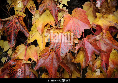 Herbstfärbung des Boston-Efeu (Parthenocissus Tricuspidata 'Veitchii') Stockfoto