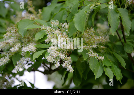 Baum des Himmels, GГ¶tterbaum Altissima, Simaroubaceae. Nordosten und Zentral-China und Taiwan. Stockfoto