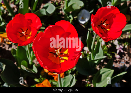 Frühling-Gefühl - Tulpen Stockfoto