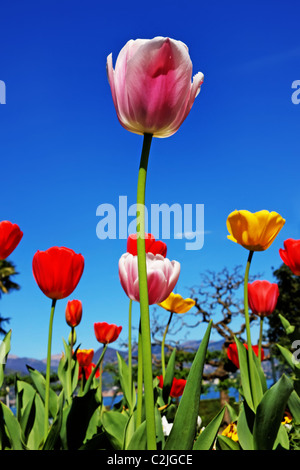 Frühling-Gefühl - Tulpen Stockfoto