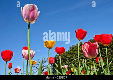 Frühling-Gefühl - Tulpen Stockfoto