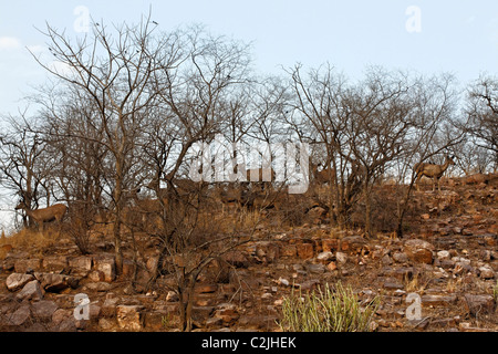 Herde der Sambar-Hirsche bewegen auf dem Hügel in Ranthambore Tiger Reserve, Indien. Stockfoto