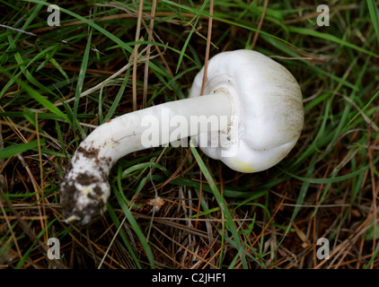 Gelbe Stainer Pilz, Agaricus Xanthodermus, Agaricaceae. Stockfoto