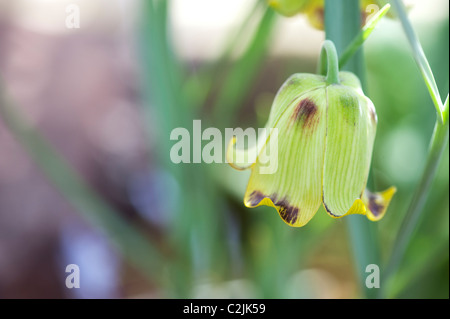 Fritillaria acmopetala. Fritillary Blume. Cyprian Missionbells in RHS Wisley Gardens Alpine House im Frühjahr. Großbritannien Stockfoto