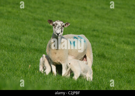 EWE, Lämmer füttern Stockfoto