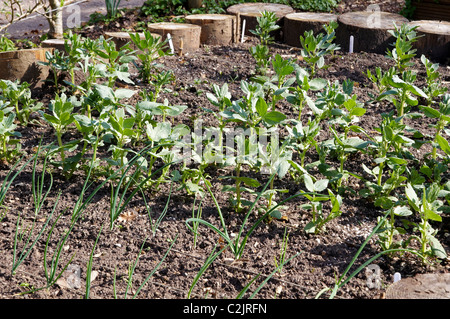 Zwiebeln und Bohnen wachsen in einem Hochbeet im zeitigen Frühjahr Stockfoto