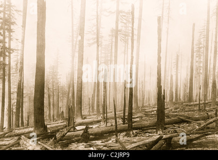 Oregon National Forest. Wirkung des Feuers auf einem alten brennen. Stockfoto