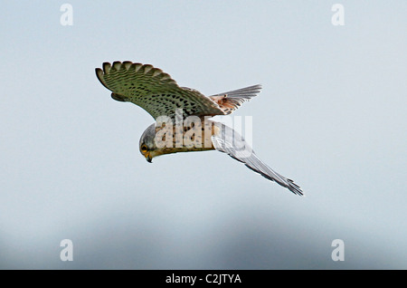 Männlicher Turmfalke, schwebt Stockfoto