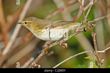 Fitis, Phylloscopus Trochilus, hocken im Gestrüpp Stockfoto