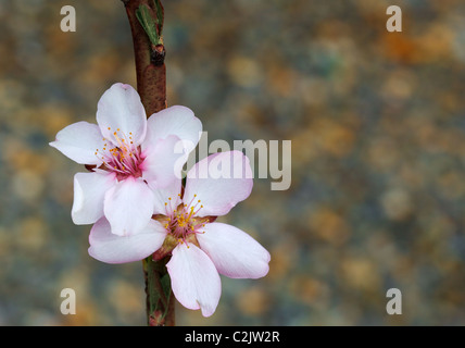 Makroaufnahme von zwei weiße und violette Mandelbaum blüht auf einem einzigen Ast mit einem schönen Bokeh-Hintergrund Stockfoto