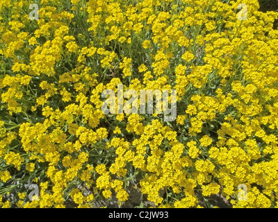 Aurinia Inselbogens, früher bekannt als Alyssum saxatile in Blüte, Frühling, UK Stockfoto