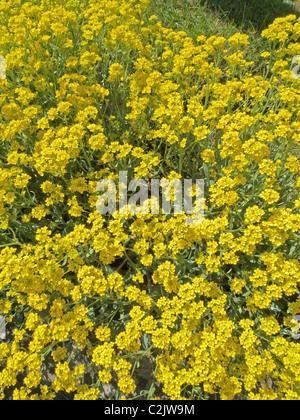 Aurinia Inselbogens, früher bekannt als Alyssum saxatile in Blüte, Frühling, UK Stockfoto