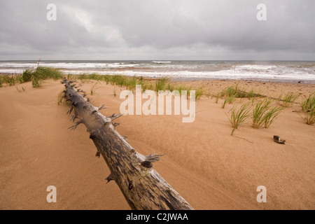 Wilde Küstenlandschaft in der Nähe von Cavendish, Prinz Eduard Insel-Nationalpark, an der Nordküste von Prince Edward Island, Kanada Stockfoto