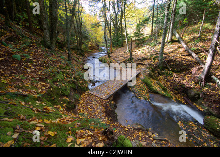 Künstlicher Brücke über Herbst Stream und moosigen Wald, Fundy National Park, New Brunswick, Kanada Stockfoto