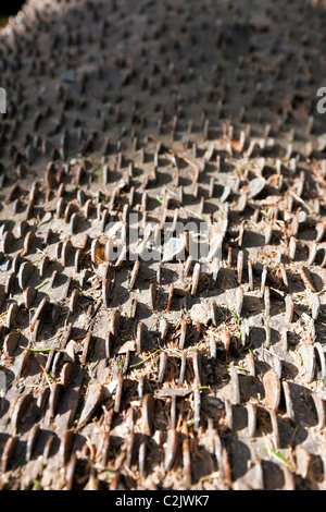 Baumstamm, gespickt mit viel Glück Münzen, Tarn Hows, Nationalpark Lake District, Cumbria, England, UK. Stockfoto