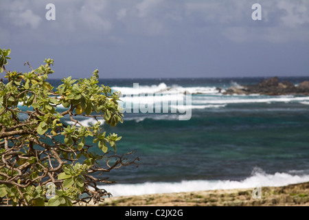 Schnorcheltaucher berühmten Hookipa Beach, befindet sich auf der windigen North Shore. Sukkulente Pflanzen im Vordergrund. Stockfoto