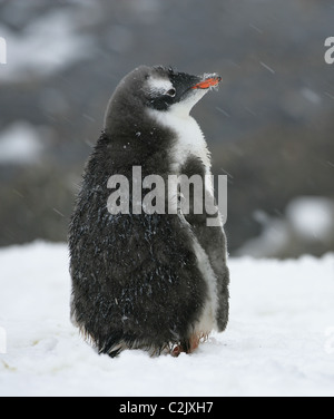 Einzelne [Gentoo Penguin] [Pygoscelis Papua] Mauser Küken in fallenden Schnee, [Petermann Island], antarktische Halbinsel Stockfoto