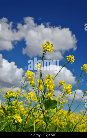 Closeup of wildflowers in a field Stockfoto
