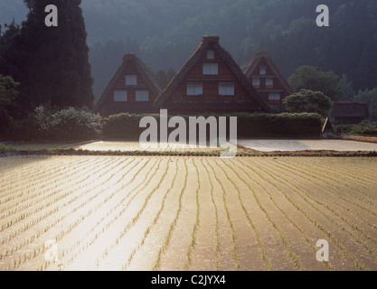 Dorf und Reisfeld in Shirakawa-Go, Shirakawa, Ono, Gifu, Japan Stockfoto