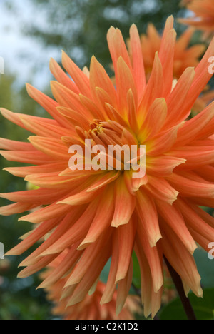 Foto von Orange Dahlie im Garten. Stockfoto
