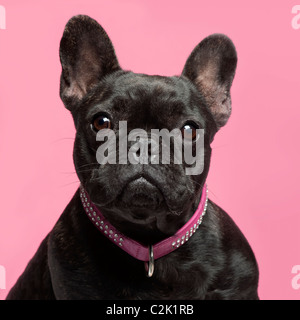 Nahaufnahme der französische Bulldogge, 2 Jahre alt, Halsband vor rosa Hintergrund Stockfoto