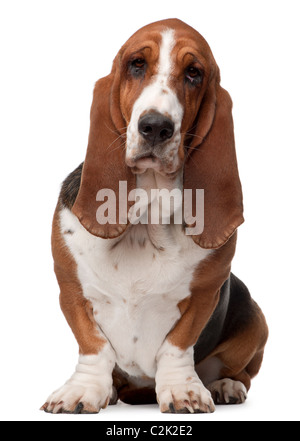 Basset Hound, 2 Jahre alt, sitzt vor weißem Hintergrund Stockfoto