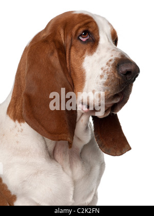 Nahaufnahme der Basset Hound, 2 Jahre alt, vor weißem Hintergrund Stockfoto