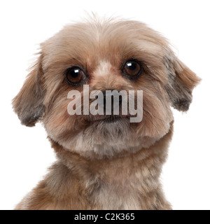 Nahaufnahme von Shih Tzu, 5 Jahre alt, vor weißem Hintergrund Stockfoto