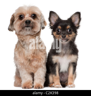 Shih Tzu und Chihuahua, 5 Jahre alt und 3 Monate alt, sitzt vor weißem Hintergrund Stockfoto