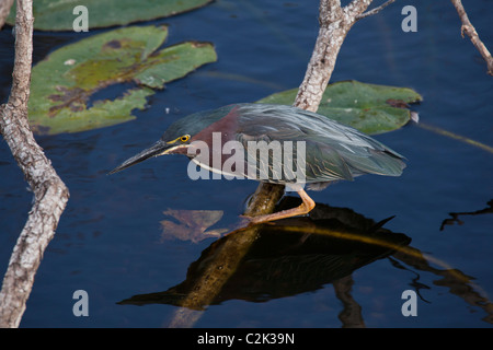 Grüne Heron (Butorides Viriscens), Anhinga Trail, Everglades-Nationalpark, Florida, USA Stockfoto