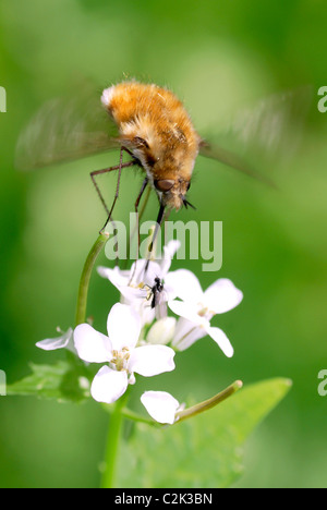 Makro große Biene Fliege (Bombylius großen) Fütterung auf weiße Blume Stockfoto