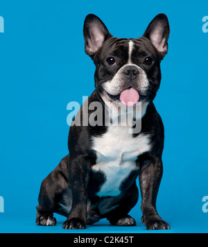 Französische Bulldogge, 18 Monate alt, sitzt vor blauem Hintergrund Stockfoto