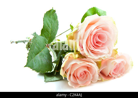 Schöne rosa Rosen auf einem weißen Hintergrund isoliert Stockfoto