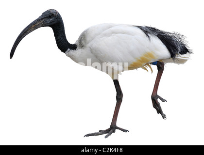 Afrikanische Sacred Ibis (Threskiornis Aethiopicus) des Profils anzeigen und Wandern, isoliert auf weißem Hintergrund Stockfoto