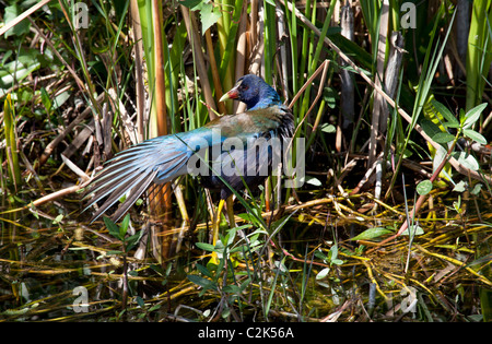 Amerikanische lila Gallinule (Porphyrio Martinica) Shark Valley, Florida, USA Stockfoto