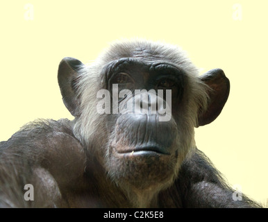 Affe, isoliert Stockfoto