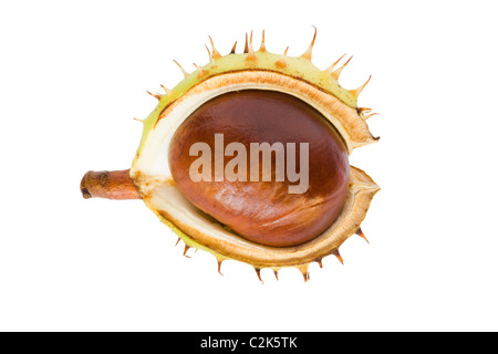 Conker. Rosskastanie, Aesculus Hippocastanum. Stockfoto