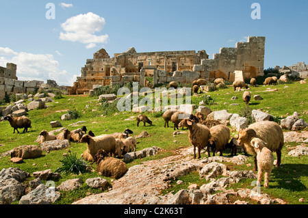 Serjilla, Syrien, Tote Stadt, enthält etwa, 700 Seiten, Jebel Riha, in der Nähe von Hama und Aleppo, 473 n. Chr., römisch, byzantinisch, Hayat Tahrir al-Sham, 5. Jahrhundert, Stockfoto